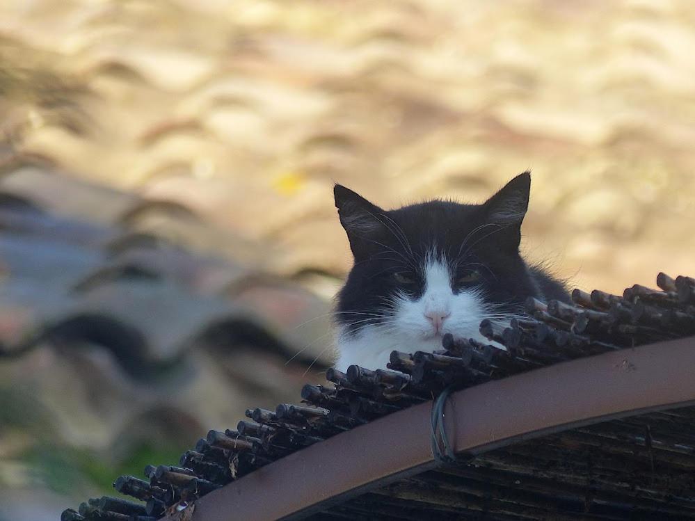 Le Chat Sur Le Toit Lourmarin Zewnętrze zdjęcie