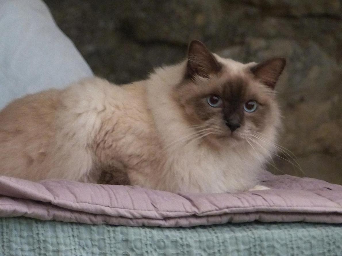 Le Chat Sur Le Toit Lourmarin Zewnętrze zdjęcie
